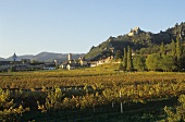 Weinbau bei Dürnstein, Wachau, Österreich