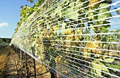 Growing grapes for Ausbruch wine, Burgenland, Austria