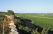 Wine-growing near Puligny-Montrachet, Burgundy, France