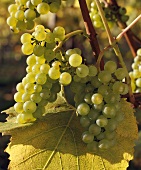 Chardonnay-Trauben, Denbies Vineyards, Dorking, England