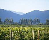 Vineyard in Casablanca Valley, Chile