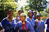 Weinlese-Helferinnen, Rust & Vrede, Stellenbosch, Südafrika