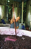 Man stirring grapes, Beyerskloof, S. Africa