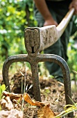 Man working soil with mattock fork, Schoden, Mosel-Saar-Ruwer, DE