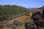 Weinbau und Olivenbäume nahe Embonas, Rhodos, Griechenland