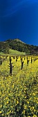 Ackersenfblüten, Shafer Vineyard, Napa Valley, Kalifornien, USA
