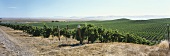 Gloria Ferrer vineyard, Carneros, California, USA