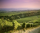 Blick über Weinberge auf Hallgarten, Deutschland