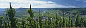 Weinanbaugebiet an der Mosel, Mosel-Saar-Ruwer, Deutschland