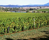 Pipers Brook Winery, Tasmania, Australia