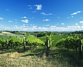 Weinbau in den Adelaide Hills, Australien