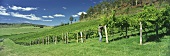 Vineyard of Freycinet Estate, Glamorgan-Spring Bay, Australia