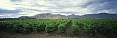 Wine-growing in Rapel Valley, Chile