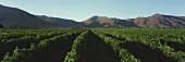 Vineyard in Casablanca Valley, Chile