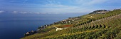 Vineyard by Lake Geneva, Vaud, Switzerland