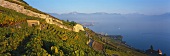View of Lake Geneva over vineyard, Vaud, Switzerland