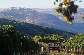 Aglianico del Vulture DOCG wine-growing area, Basilicata, Italy