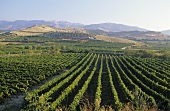 Vineyards of Librandi estate, Cirò wine region, Calabria, Italy