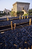 Negroamaro grapes for Graticciaia, Agricole Vallone, Apulia, Italy