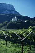 Vernatsch grapes on pergolas, Missian church, S. Tyrol, Italy