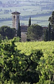 Vines in Val Illasi, Veneto, Italy