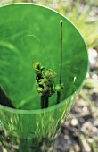 Young vine in green plastic tube, Vaud, Switzerland
