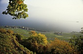 Dézaley, Grand Cru site for Chasselas wine, Lavaux, Vaud, Switzerland