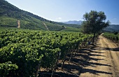 Vineyard of the Caliterra Estate, Colchagua Valley, Chile