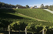 Coldstream Hills Winery, Yarra Valley, Victoria, NSW, Australia