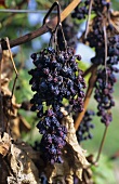 Vine disease: bunch stem necrosis