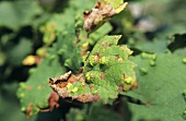 Damage caused by vine leaf gall mite (aka grape bud mite)