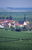 Einzellage 'Kallstadter Saumagen', Kallstadt, Pfalz, Deutschland