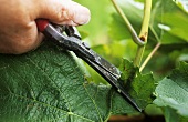 Removing superfluous leaves around the grapes