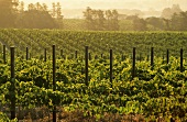 Vineyard of the Fairview Estate, Paarl, S. Africa