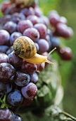 Snail on Dornfelder grapes, Palatinate, Germany