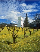 Whitehall Lane Winery, Napa Valley, California, USA