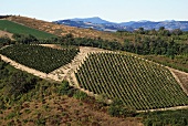 Vineyard in Bacedasco, Piacenza, Emilia-Romagna, Italy