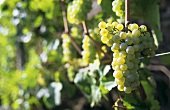 Scheurebe grapes hanging on the vine