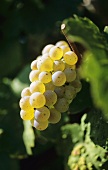 Weissburgunder grapes (Pinot Blanc)