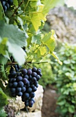 Trollinger grapes hanging on the vine, rocks in background