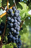 Bobal grapes hanging on the vine