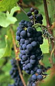 Monastel-Traube(Graciano), D.O.Ca-Rebsorte aus dem Rioja