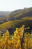 'Durbacher Plauelrain' Einzellage (single vineyard), Ortenau, Baden
