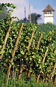 Rows of vines with Spätburgunder grapes, L. Constance, Baden