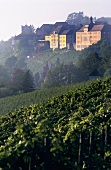 'Meersburger Rieschen' Einzellage (single vineyard), view of Meersburg