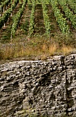 Weathered limestone soil, 'Würzburger Stein', Franconia, Germany