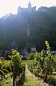 'Bacharacher Posten' vineyard with a view of Burg Stahleck, Middle Rhine, Germany