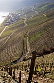 Einzellage 'Piesporter Goldtröpfchen', Piesport, Mosel, Deutschland