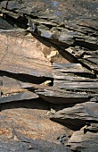 Weathered Devonian slate, Mosel, Germany