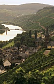 Blick vom Weinort Lieser zum Brauneberger Juffer, Mosel, Deutschland